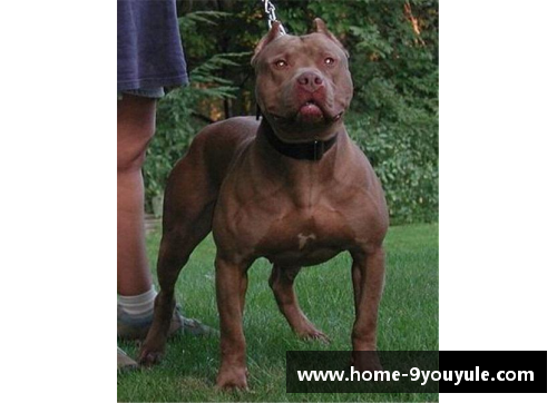 能轻松战胜比特犬的“狗”，却被外国人当宠物，网友看得瑟瑟